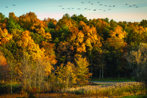 Willow Guzzle Reservation