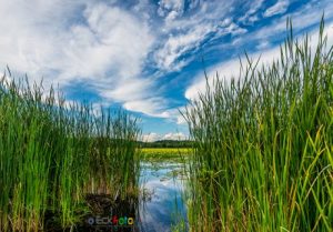 EckFoto New England Nature Photography