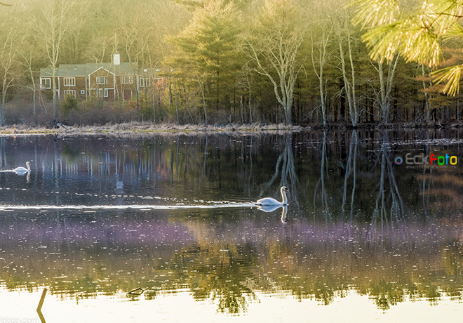 EckFoto New England Nature Photography