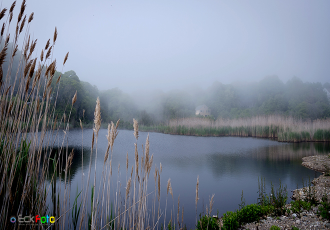EckFoto New England Nature Photography