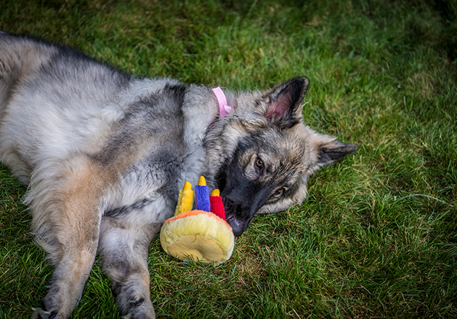 EckFoto Pet Photography Dakota First Birthday Party, Billerica, Massachusetts