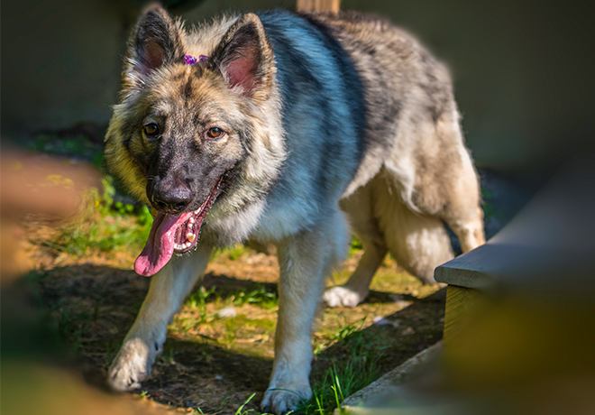 EckFoto Pet Photography Dakota First Birthday Party, Billerica, Massachusetts