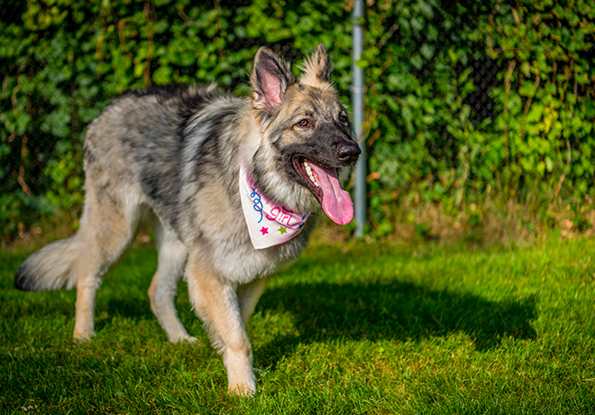 EckFoto Pet Photography Dakota First Birthday Party, Billerica, Massachusetts