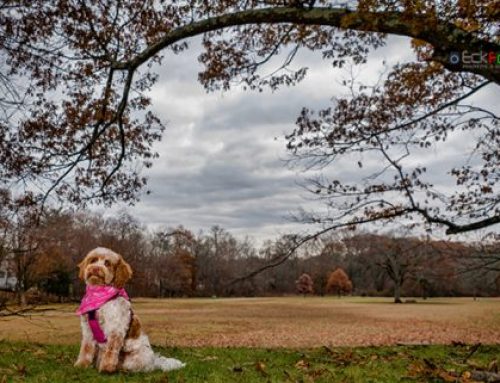 Pet Photography in Belmont